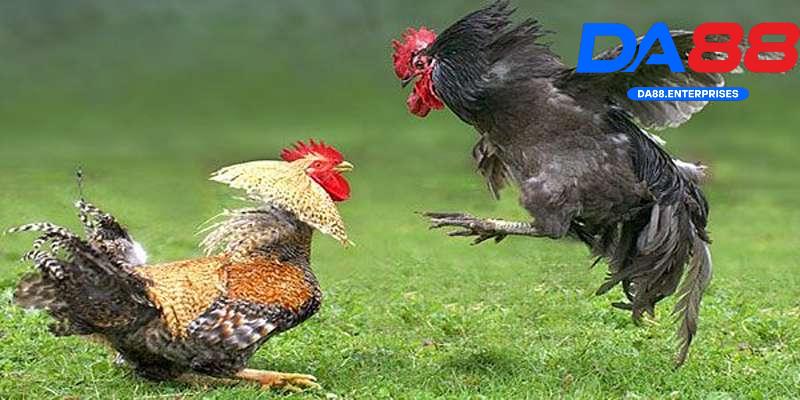 Các loại đá gà DA88
