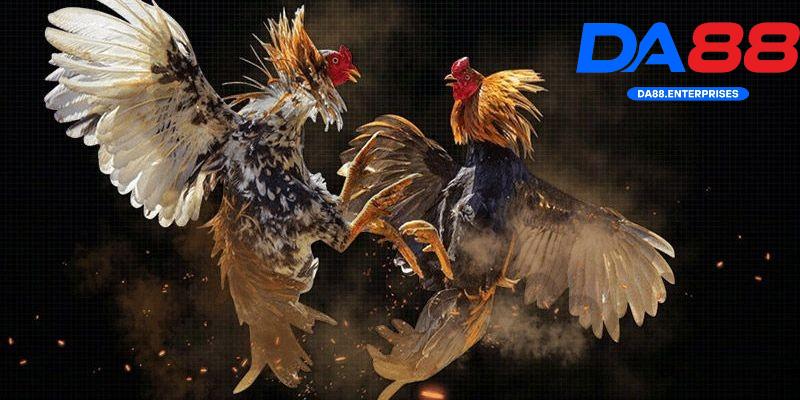 Hướng dẫn chơi đá gà tre